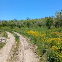 فروش-باغ