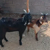 کهره نر چاق در جم