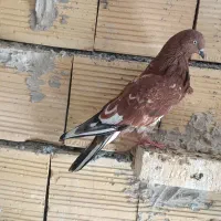 چنتا پرنده گرفتنی کله ای سرخ وسیاه هندی سبز