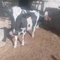 گاو با گوساله ماده