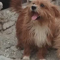 دوتا پاکوتاه نروماده یه ماه دیگه توله میاره.