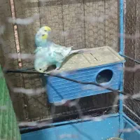 گرینچک.عروس هلندی.مرغ عشق.قفس|پرنده|زابل, |دیوار