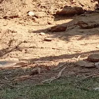 نیاز خاور بار خاک گوسفندی