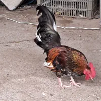 خروس مینیاتوری