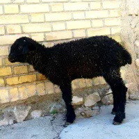 بره سبک نر سیاه قلمه خوراک خور