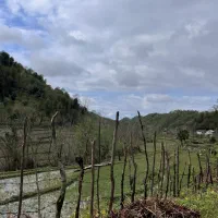 استخدام نیروی کار