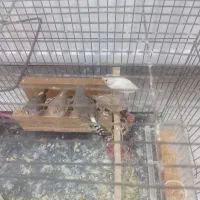 5عدد فنج|پرنده|گلستان (تهران), |دیوار