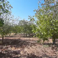 مزرعه|فروش دفتر صنعتی، کشاورزی، تجاری|باغ صفا, |دیوار