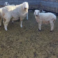 بره نر|حیوانات مزرعه|زابل, |دیوار