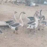 قاز|حیوانات مزرعه|ارومیه, |دیوار