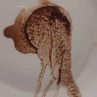 فال قهوه تضمینی