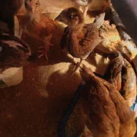 فروش جوجه