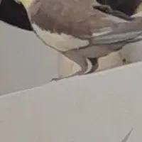 مرغ عروس گمشده