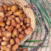 فروش مستقیم از باغدار خرما زاهدی رطب