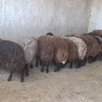 بره