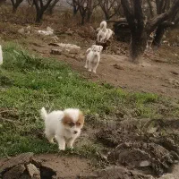 پاکوتا|سگ|دلند, |دیوار