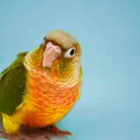 پیداشده