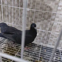 جوجه گوره سینه سفید