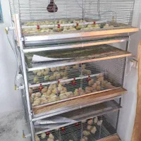 %پرورش-قفس.جوجه%یک روزه تا نیمچه مرغ بومی و صنعتی|لوازم جانبی حیوانات|بابل, |دیوار