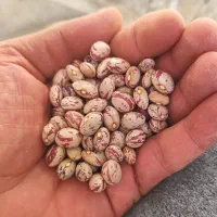 پخش لوبیا چیتی  درشت و ارگانیک