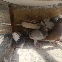کفتر کبوتر شکار