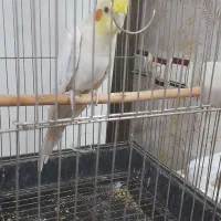 ۳عددعروس‌هلندی‌سخنگو
