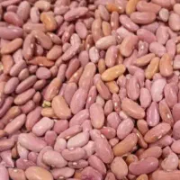 فروش لوبیا قرمز کپسولی  و لوبیا سفید درجه یک