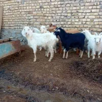 بزغاله نر برای قربانی و کشتار