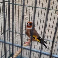 سهره دوساله پامست.انگشتر.قناری.گرینجک.عروس هلندی