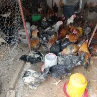 خروس محلی|حیوانات مزرعه|مرودشت, کناره|دیوار