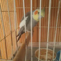 عروس هلندی نر