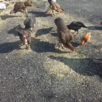 مرغ لاری ودورگه گلین