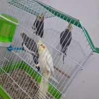 عروس هلندی|پرنده|خرمشهر, |دیوار