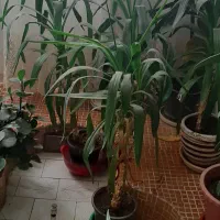 فروش گلهای اپارتمانی