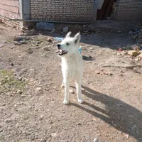 سگ مخصوص نگهبانی|سگ|بجنورد, |دیوار