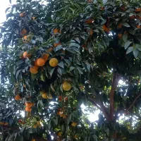 نارنج|خوردنی و آشامیدنی|دابودشت, |دیوار