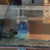 شیشه اکواریوم