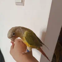 طوطی گیرینجیک|پرنده|نوشین شهر, |دیوار