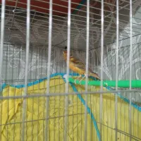 فروش یک جفت قناری