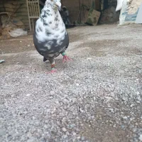 سوسکی بزگ کله سفید