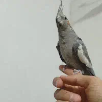 عروس هلندی|پرنده|نورآباد, |دیوار