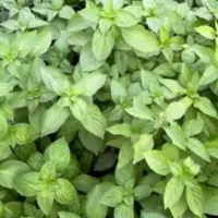 سبزی محلی تازه هر روز با آب چاه روستا هم مدل داریم