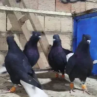 زیل دم‌سفید