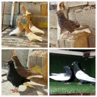 دمسفید سینه سیاه کله زرد شهرستانی