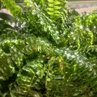 گل طبیعی|گل و گیاه طبیعی|ایلام, |دیوار