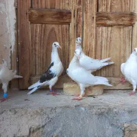 فروش کبوتر پلاکی و دورگ