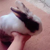 خرگوش نر لوپ