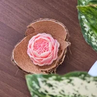 شمع های گل و تدی