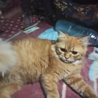 خونگی ترتمیز