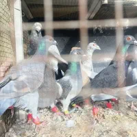 یه گل کبوتر پرشی همه مال یه بوم|پرنده|دشتابی, |دیوار